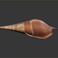 Striking Orange Striped Conch with Long Pointed Tail on Black Background Showing Clear Reflection 3d model