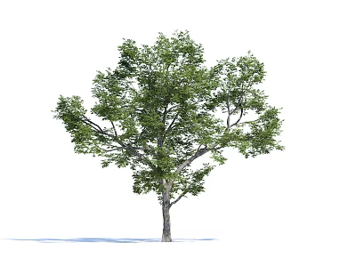 Lush Green Arbor With Dense Foliage Sturdy Trunk And Natural Growth Shape 3d model