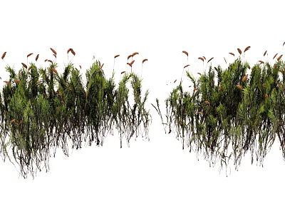 Green Grass With Brown Spiky Flowers In Natural Garden Setting 3d model