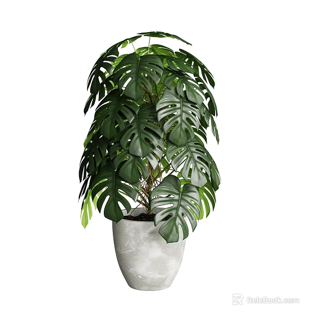 Bonsai Potted Plant with Large Monstera Leaves in Gray Concrete Pot for Minimalist Indoor Decor 3d model 