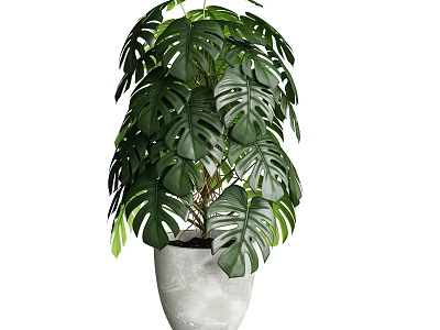 Bonsai Potted Plant with Large Monstera Leaves in Gray Concrete Pot for Minimalist Indoor Decor 3d model