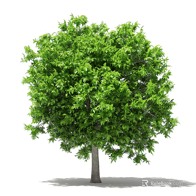 Lush Green Arbor With Dense Foliage And Strong Trunk Structure 3d model