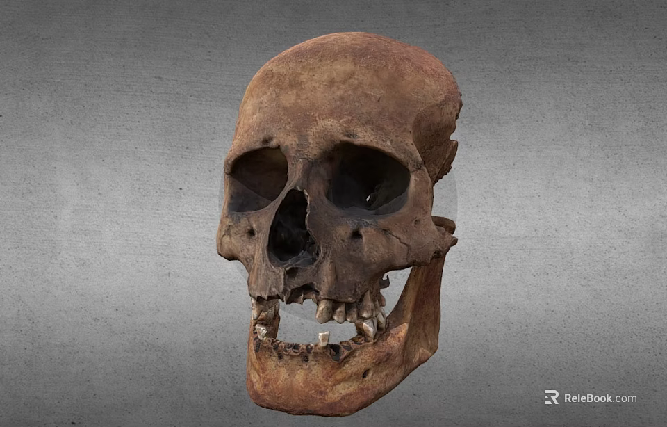 Human Skull Anatomical Organ Structure Featuring Visible Teeth And Bone Details 3d model