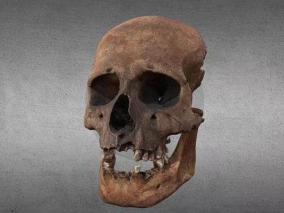 Human Skull Anatomical Organ Structure Featuring Visible Teeth And Bone Details 3d model
