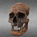 Human Skull Anatomical Organ Structure Featuring Visible Teeth And Bone Details 3d model