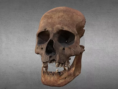 Human Skull Anatomical Organ Structure Featuring Visible Teeth And Bone Details 3d model