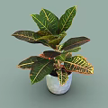 Green Tropical Plant With Large Variegated Leaves And Red Yellow Edges In Blue Textured Pot