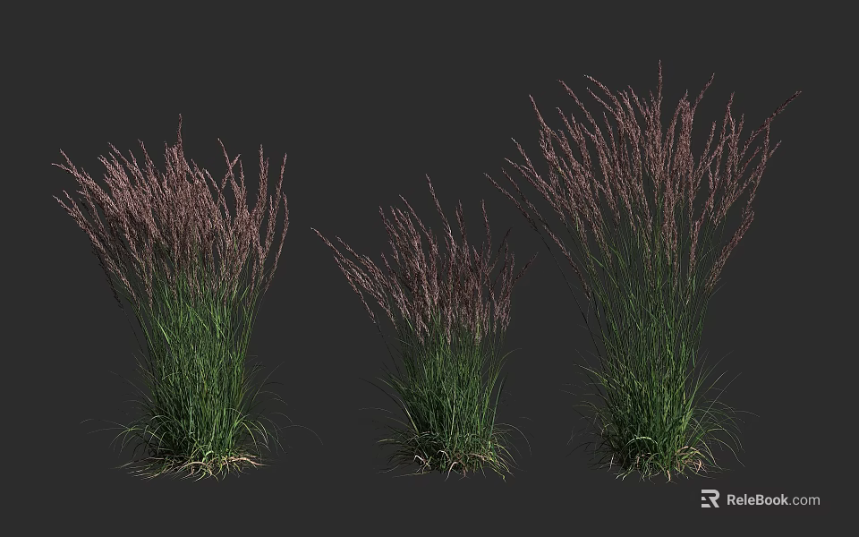 Three Clumps of Purple Ornamental Grasses With Tall Green Leaves and Purple Plumes 3d model 