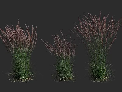 Three Clumps of Purple Ornamental Grasses With Tall Green Leaves and Purple Plumes 3d model