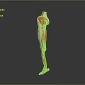 Red Human Anatomical Model Medical Device For Medical Education Demonstration And Learning