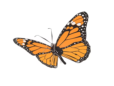 Monarch Butterfly Flying With Orange And Black Wings And White Spots 3d model