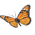 Monarch Butterfly Flying With Orange And Black Wings And White Spots