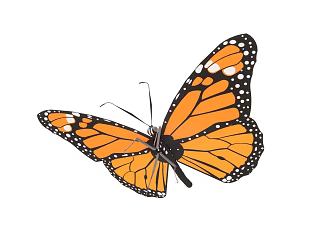 Monarch Butterfly 3d model