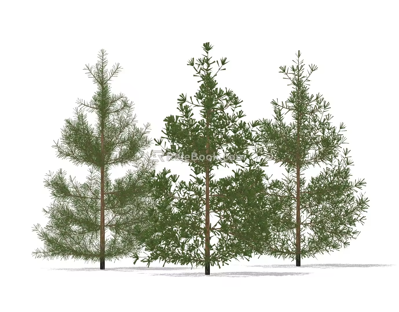 pine tree 3d model