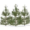 pine tree 3d model