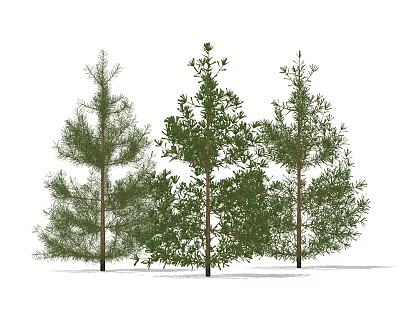 Different Types of Tall Trees With Lush Green Foliage And Unique Crowns 3d model