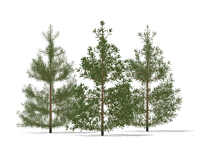 pine tree 3d model