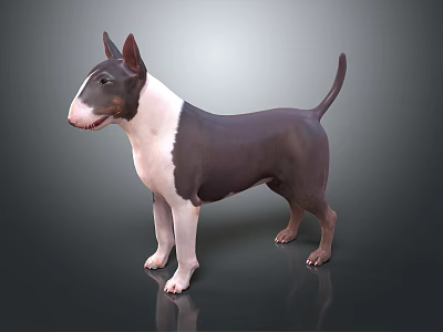 Black and White Bull Terrier Dog Standing on Gray Surface With Smooth Coat 3d model