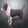Black and White Bull Terrier Dog Standing on Gray Surface With Smooth Coat