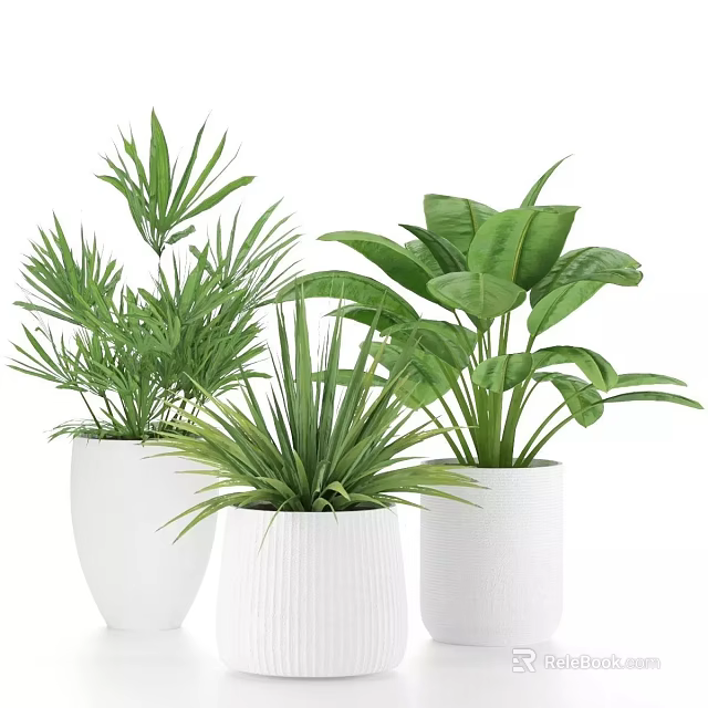 Lush Green Potted Plants In White Ceramic Pots For Indoor Home Decoration 3d model 