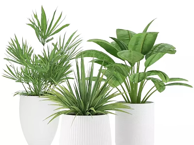 Lush Green Potted Plants In White Ceramic Pots For Indoor Home Decoration 3d model