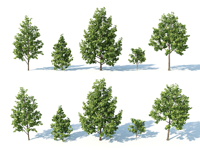 The Modern Tree model