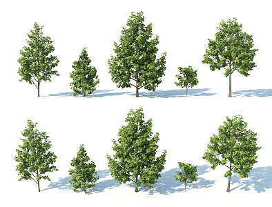 The Modern Tree 3d model