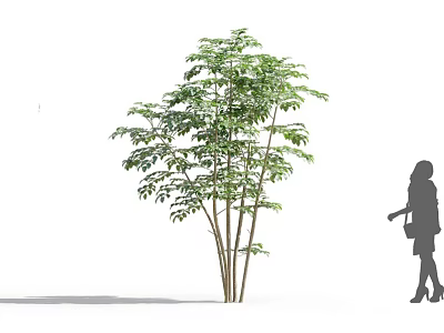 Lush Green Tree with Multiple Trunks and Woman Silhouette in Outdoor Setting 3d model