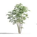 Lush Green Tree with Multiple Trunks and Woman Silhouette in Outdoor Setting