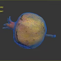 Yellow and Red Pomegranate with Speckled Skin on Dark Background with Reflection