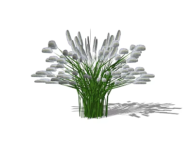 Lush Green Shrub with White Plume Flowers and Long Stems Casting Shadow 3d model