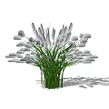 Lush Green Shrub with White Plume Flowers and Long Stems Casting Shadow