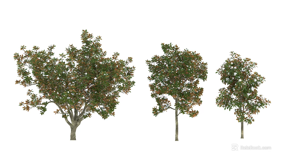 Three Arbor Trees In Various Sizes With Green Leaves Isolated On White Background 3d model 