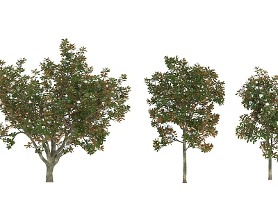 Three Arbor Trees In Various Sizes With Green Leaves Isolated On White Background 3d model