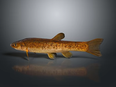 Brown Spotted Fish With Yellow Fins And Slender Body On Gray Background 3d model