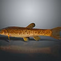 Brown Spotted Fish With Yellow Fins And Slender Body On Gray Background