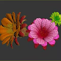Beautiful Blooming Vibrant Cactus Flowers with Orange Pink and Yellow Petals