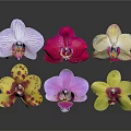 Various Colorful Orchids with Different Shapes on Dark Background Display Beautifully