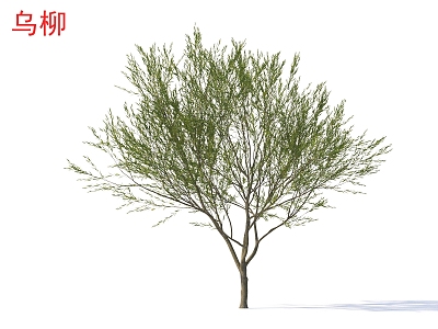 Trees plants of small trees of black willow 3d model