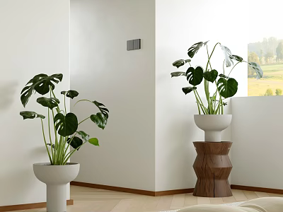 Monstera Potted Plants in White Pots on Wooden Stand in Bright Room with Window View 3d model