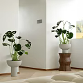 Monstera Potted Plants in White Pots on Wooden Stand in Bright Room with Window View