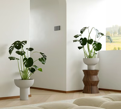 Monstera Potted Plants in White Pots on Wooden Stand in Bright Room with Window View 3d model