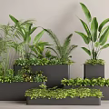 Different Indoor Green Plants Arranged in Black Rectangular Planters with Lush Foliage 3d model