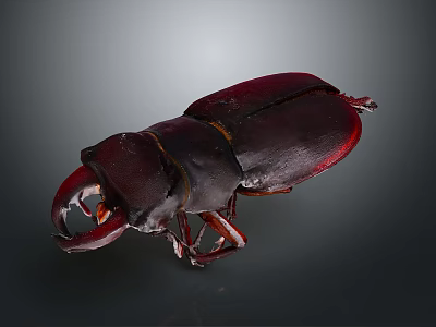 Dark Red Stag Beetle With Large Mandibles Shiny Exoskeleton Isolated On Dark Background 3d model