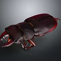 Dark Red Stag Beetle With Large Mandibles Shiny Exoskeleton Isolated On Dark Background