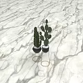 Potted Cactus Plants in Black Pots with Gold Metal Stands on Marble Surface