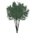 Tall Evergreen Tree With Lush Green Foliage And Spreading Branches And Thick Trunk