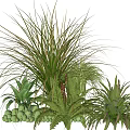 Mixed Plant Combination With Long Leafy Ferns Clustered Green Pods And Lush Greenery