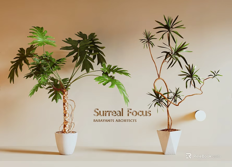 Surreal Focus Potted Bonsai Plants with Large Green Leaves Curved Branches in White Pots 3d model 