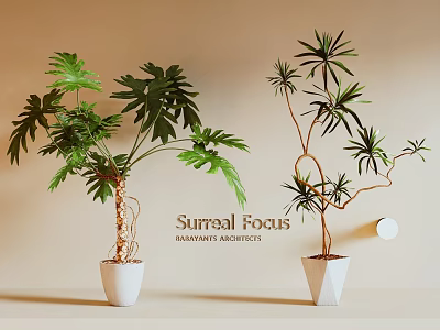 Surreal Focus Potted Bonsai Plants with Large Green Leaves Curved Branches in White Pots 3d model